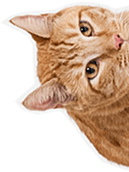 home_pets_about_box_l home_pets_about_box_l