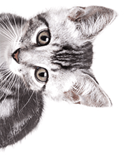 home_pets_about_box_r home_pets_about_box_r