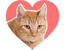 home_pets_pic1 home_pets_pic1